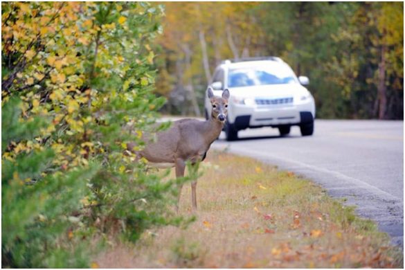 8 Tips to Avoid Vehicle Accidents Involving Animals