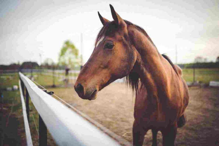 Racehorse