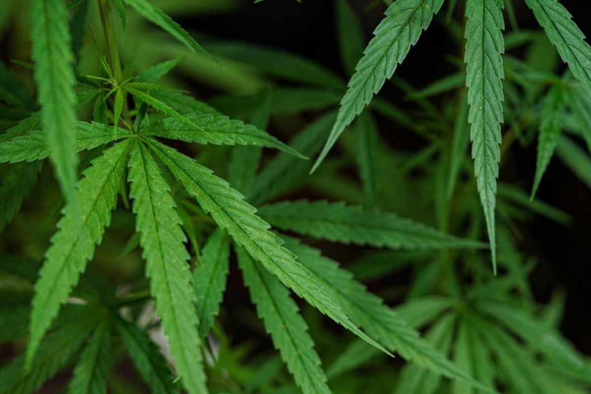 Hexahydrocannabinol (HHC) - The Most Stable Cannabinoid