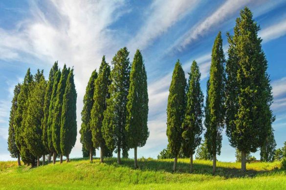 Cypress Vs. Protractor: A Detailed Comparison