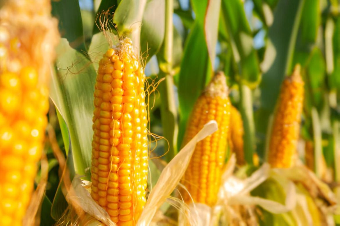 Shaping the Future of Agriculture: How Spectroscopy is Transforming Corn Yields